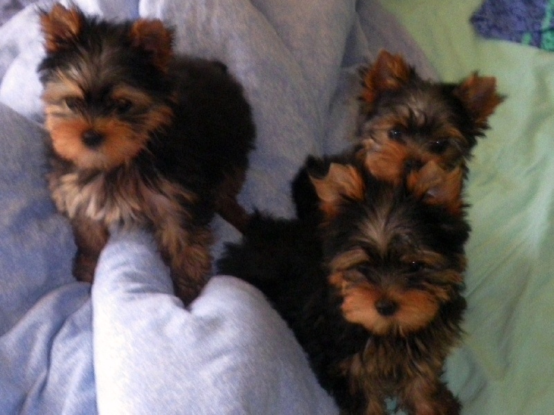 De la Bergerie du Coteau - Yorkshire Terrier - Portée née le 06/02/2009