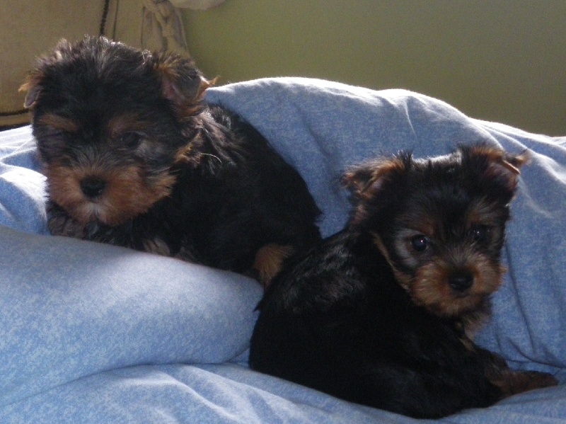 De la Bergerie du Coteau - Yorkshire Terrier - Portée née le 04/03/2009