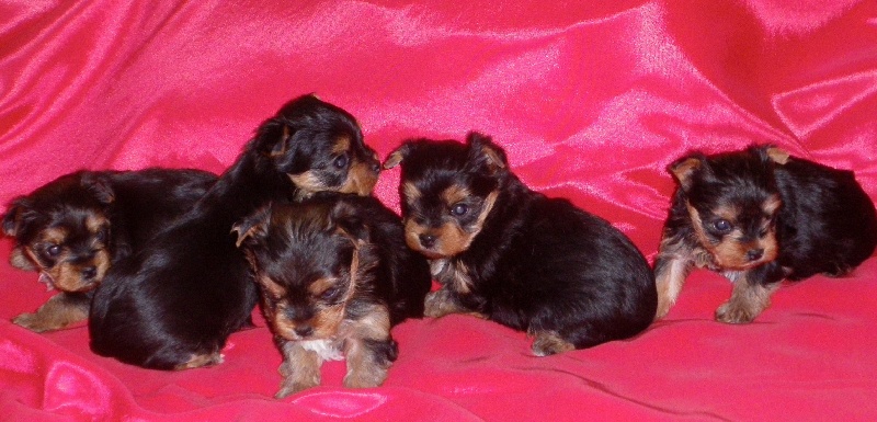 De la Bergerie du Coteau - Yorkshire Terrier - Portée née le 02/04/2011