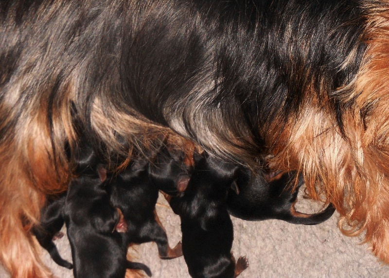 De la Bergerie du Coteau - Yorkshire Terrier - Portée née le 22/08/2013
