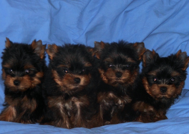 De la Bergerie du Coteau - Yorkshire Terrier - Portée née le 10/09/2013