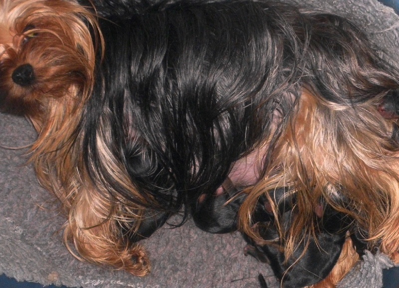 De la Bergerie du Coteau - Yorkshire Terrier - Portée née le 02/07/2013