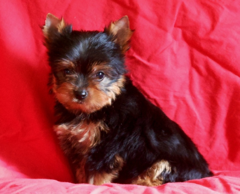 De la Bergerie du Coteau - Yorkshire Terrier - Portée née le 26/05/2012