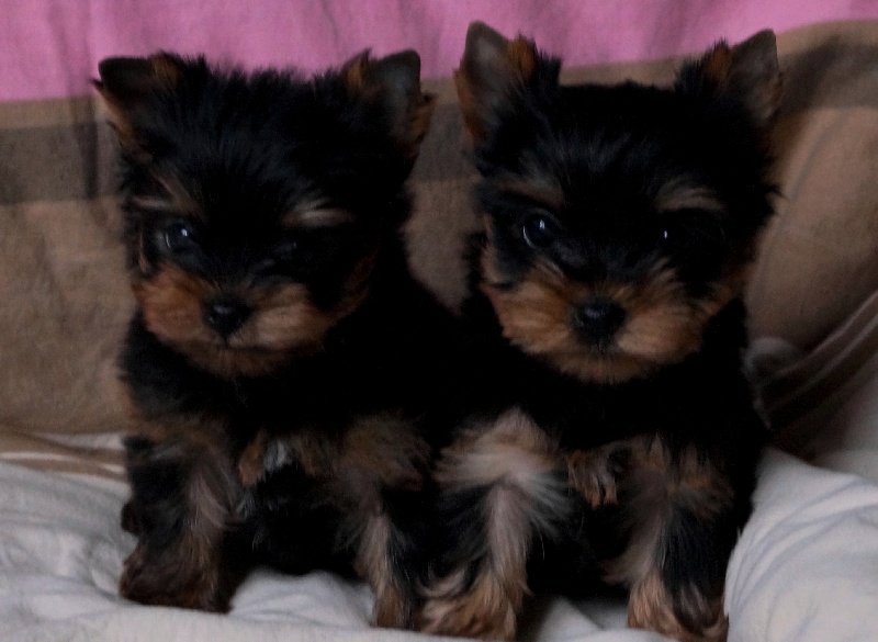 De la Bergerie du Coteau - Yorkshire Terrier - Portée née le 05/12/2013