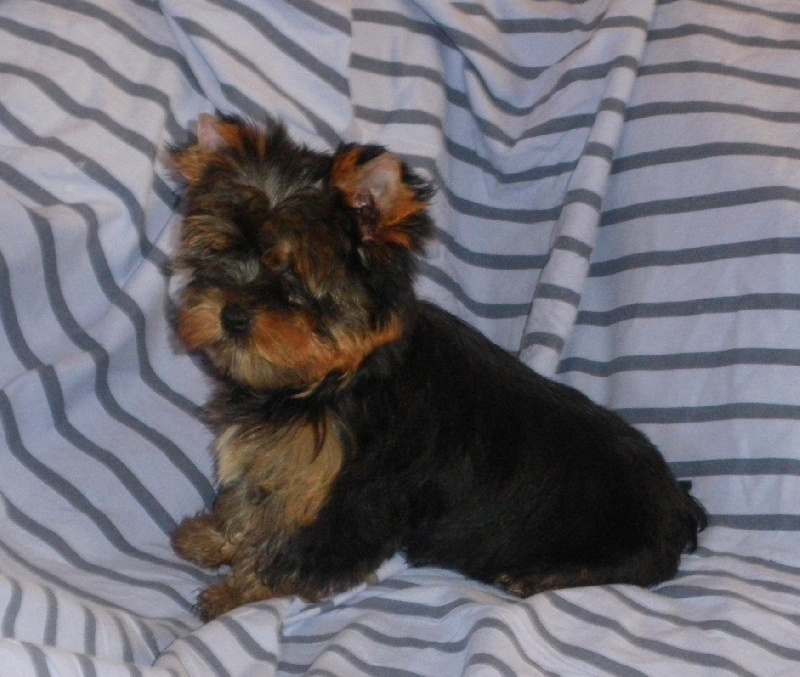 De la Bergerie du Coteau - Yorkshire Terrier - Portée née le 02/06/2011