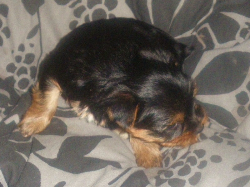 De la Bergerie du Coteau - Yorkshire Terrier - Portée née le 22/02/2010