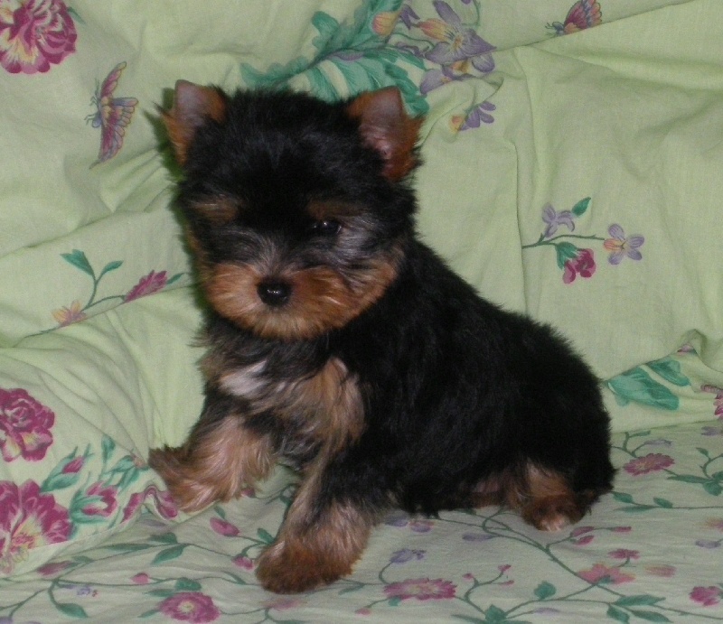 De la Bergerie du Coteau - Yorkshire Terrier - Portée née le 06/10/2011
