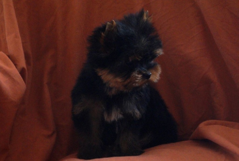 De la Bergerie du Coteau - Yorkshire Terrier - Portée née le 22/02/2016