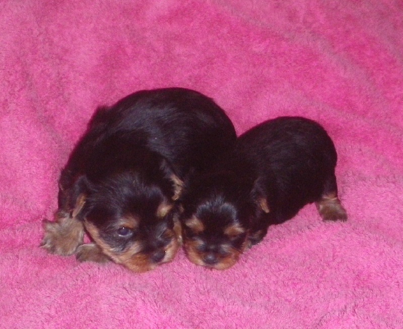 De la Bergerie du Coteau - Yorkshire Terrier - Portée née le 06/11/2009