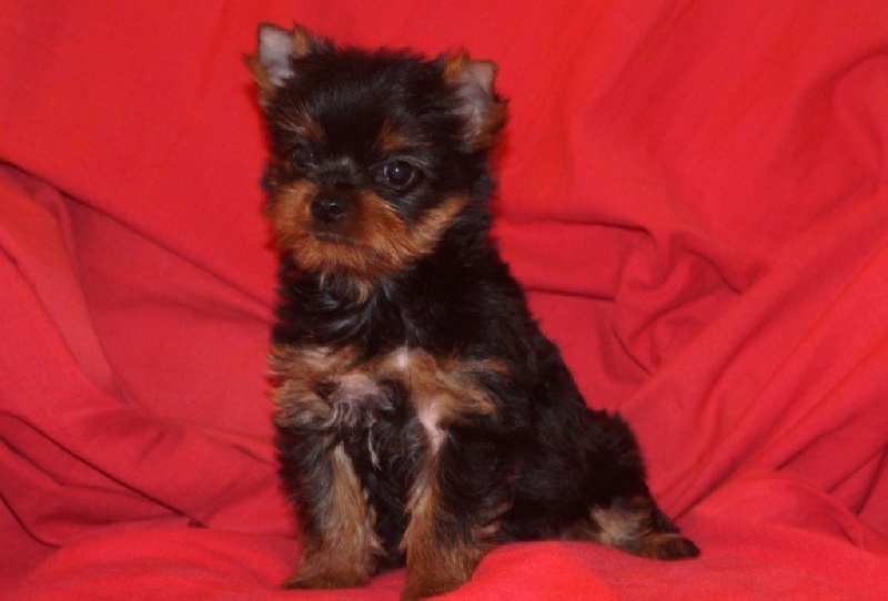 De la Bergerie du Coteau - Yorkshire Terrier - Portée née le 24/06/2016