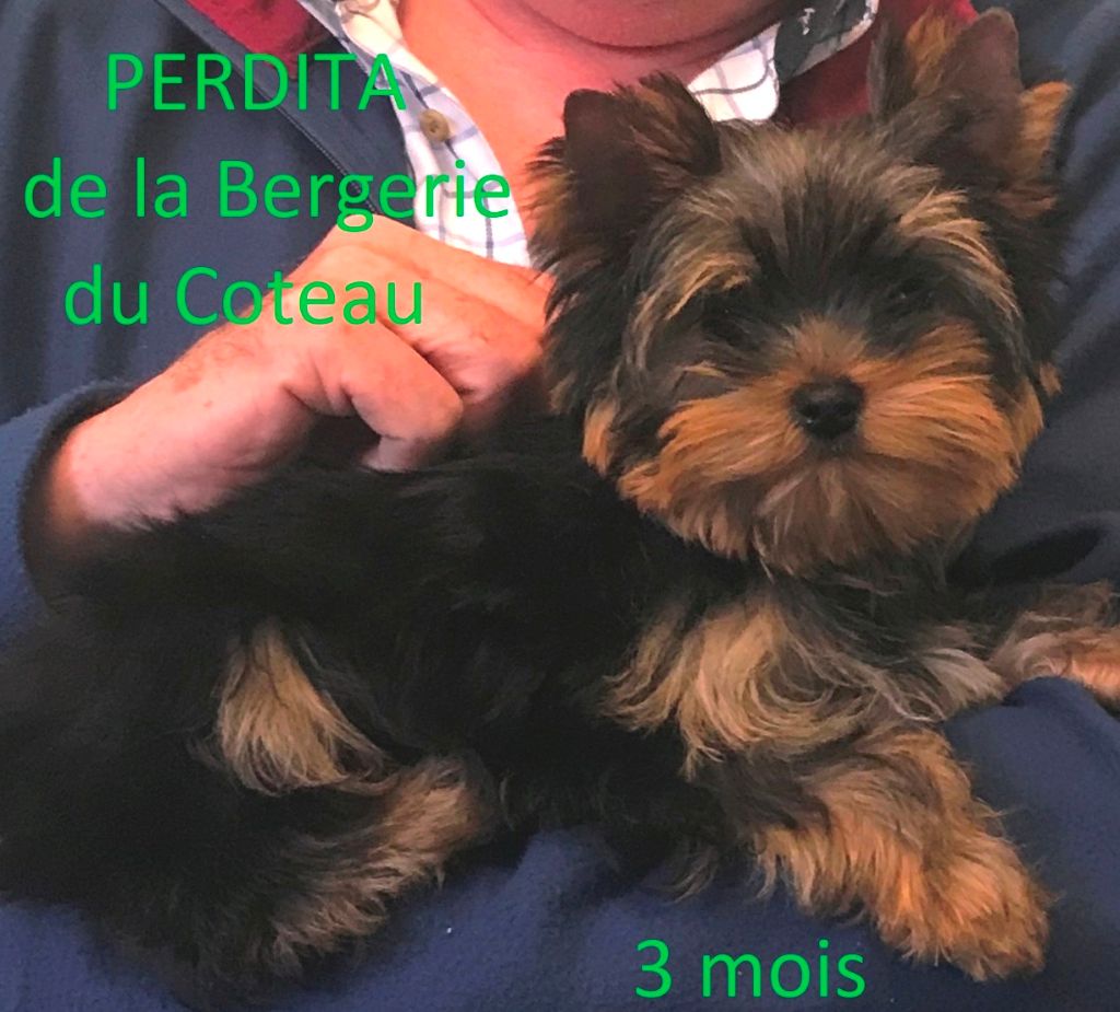 De la Bergerie du Coteau - Yorkshire Terrier - Portée née le 22/06/2019
