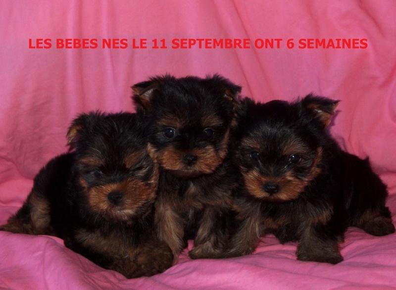 De la Bergerie du Coteau - Yorkshire Terrier - Portée née le 11/09/2015