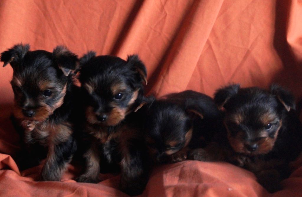 De la Bergerie du Coteau - Yorkshire Terrier - Portée née le 28/02/2017