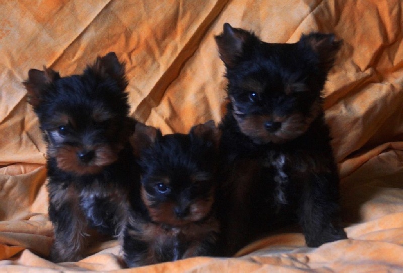 De la Bergerie du Coteau - Yorkshire Terrier - Portée née le 28/04/2016