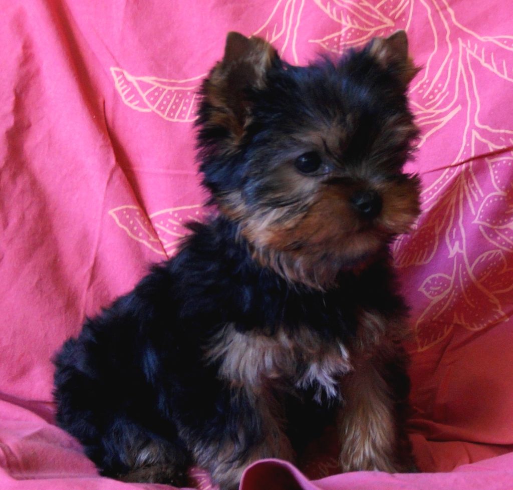 De la Bergerie du Coteau - Yorkshire Terrier - Portée née le 26/06/2019