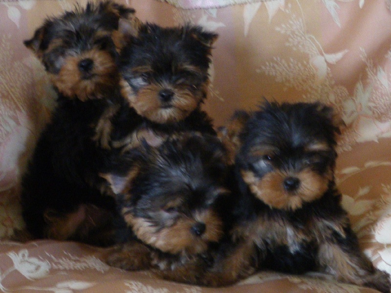 De la Bergerie du Coteau - Yorkshire Terrier - Portée née le 02/03/2009