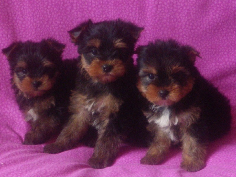 De la Bergerie du Coteau - Yorkshire Terrier - Portée née le 25/02/2010