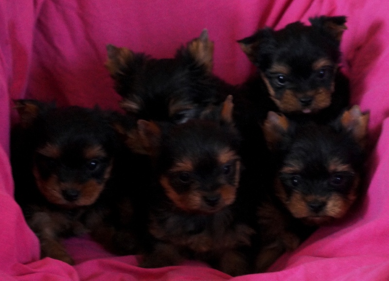 De la Bergerie du Coteau - Yorkshire Terrier - Portée née le 28/01/2014