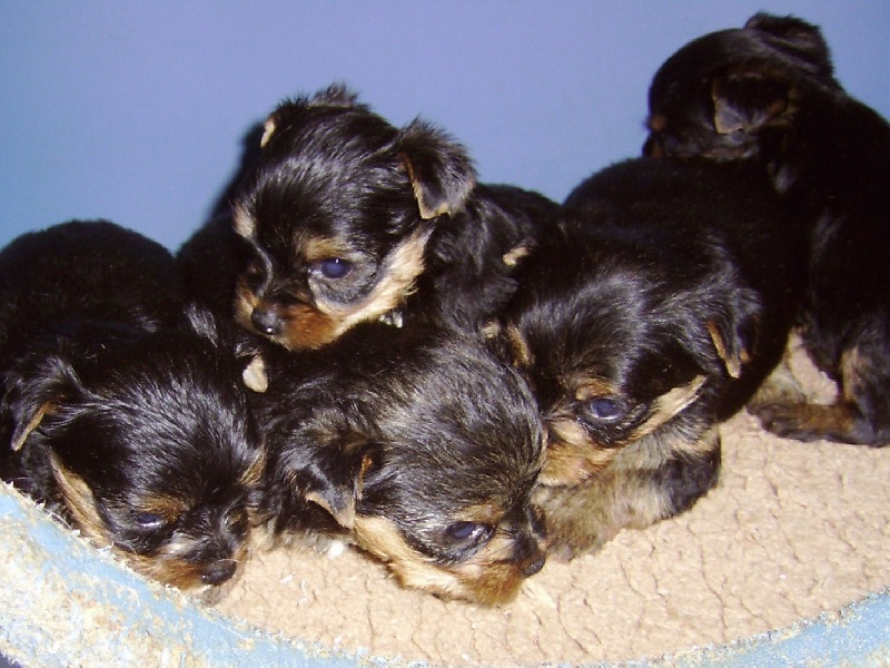 De la Bergerie du Coteau - Yorkshire Terrier - Portée née le 18/07/2008