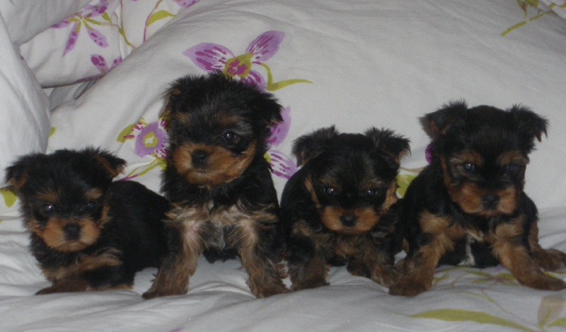 De la Bergerie du Coteau - Yorkshire Terrier - Portée née le 28/09/2010