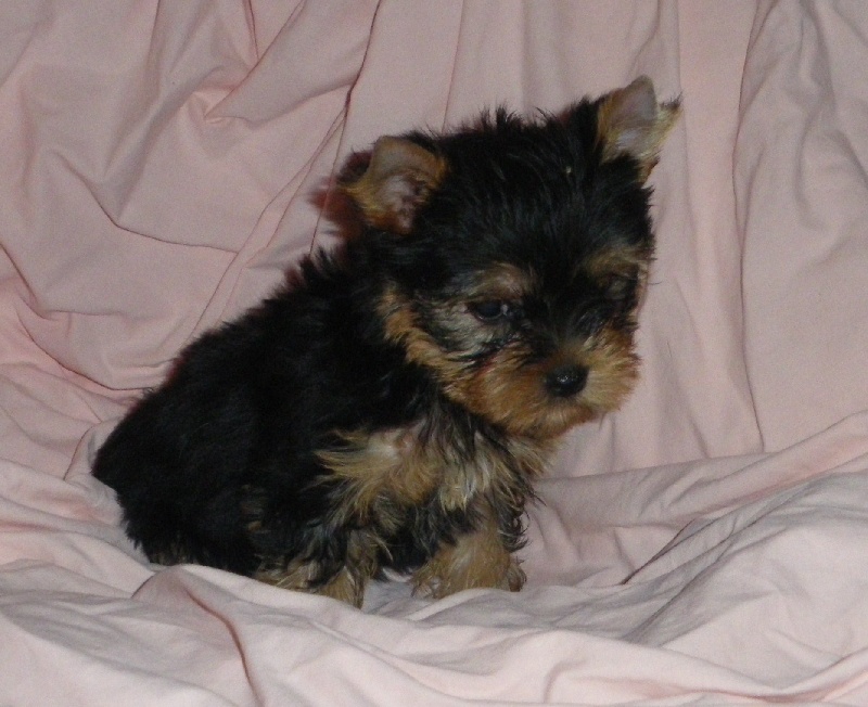 De la Bergerie du Coteau - Yorkshire Terrier - Portée née le 10/07/2009