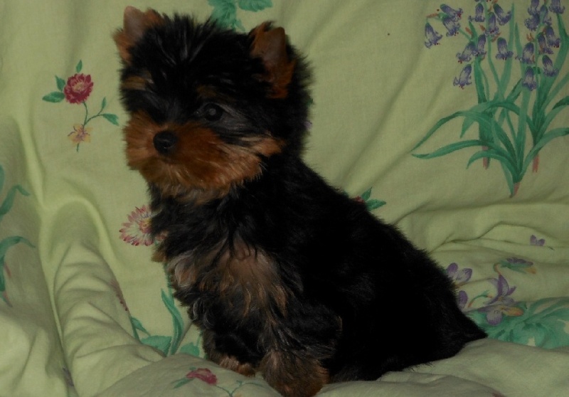 De la Bergerie du Coteau - Yorkshire Terrier - Portée née le 30/06/2013