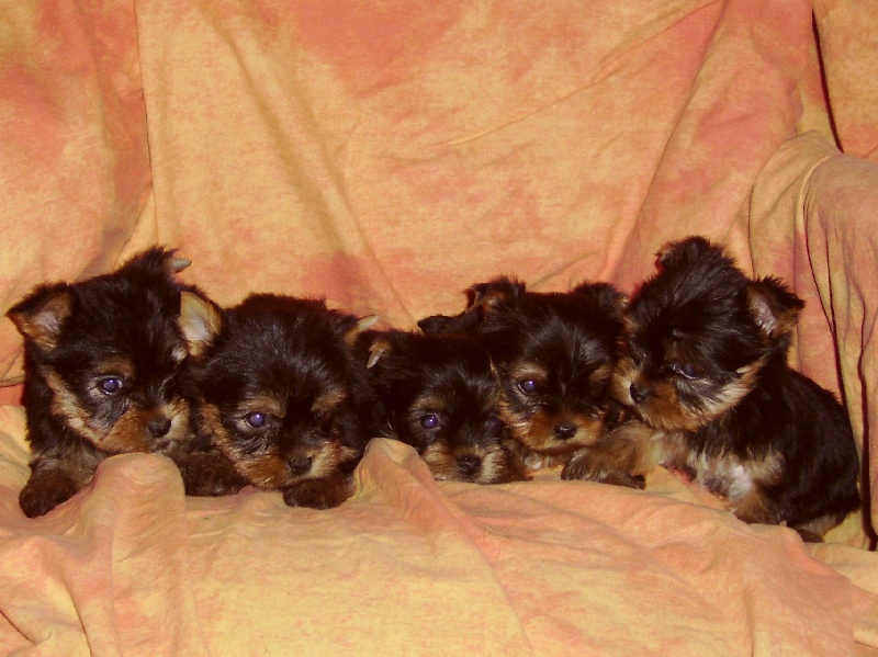De la Bergerie du Coteau - Yorkshire Terrier - Portée née le 28/10/2008