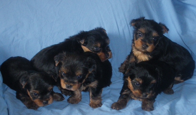 De la Bergerie du Coteau - Yorkshire Terrier - Portée née le 17/05/2010
