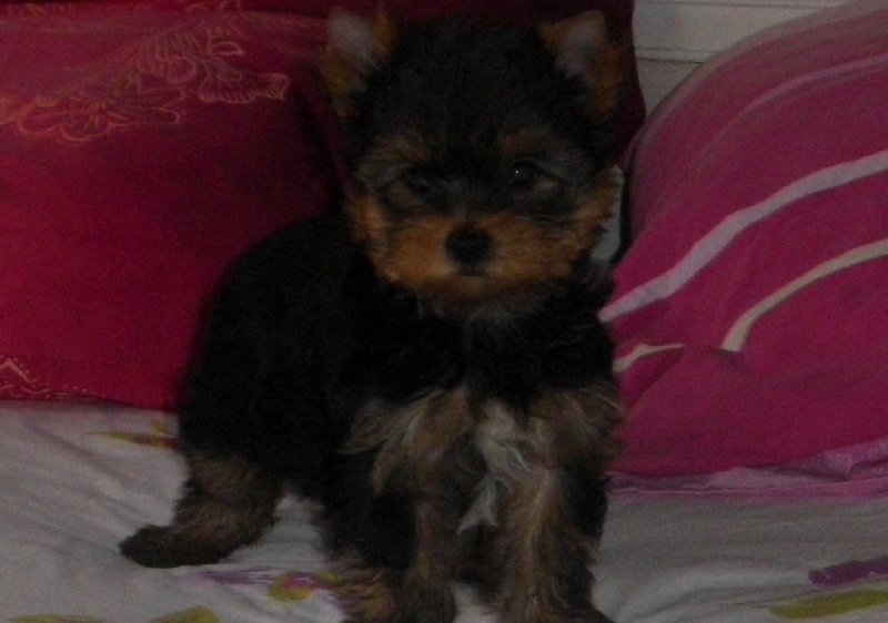 De la Bergerie du Coteau - Yorkshire Terrier - Portée née le 28/09/2012
