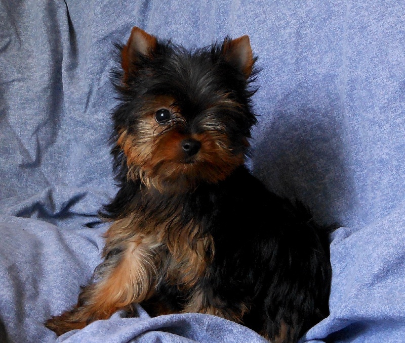De la Bergerie du Coteau - Yorkshire Terrier - Portée née le 11/05/2012