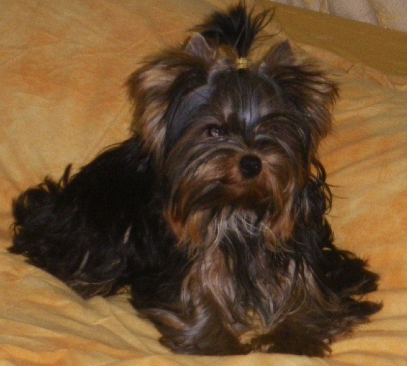 De la Bergerie du Coteau - Yorkshire Terrier - Portée née le 26/01/2012