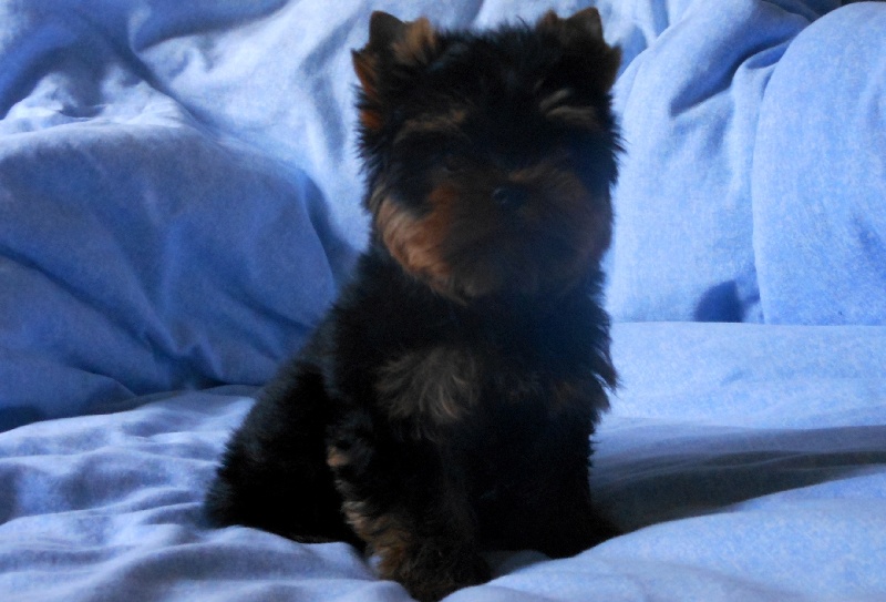 De la Bergerie du Coteau - Yorkshire Terrier - Portée née le 14/01/2013