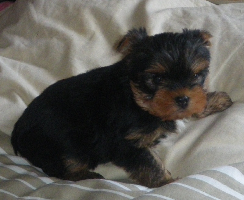 De la Bergerie du Coteau - Yorkshire Terrier - Portée née le 02/11/2009