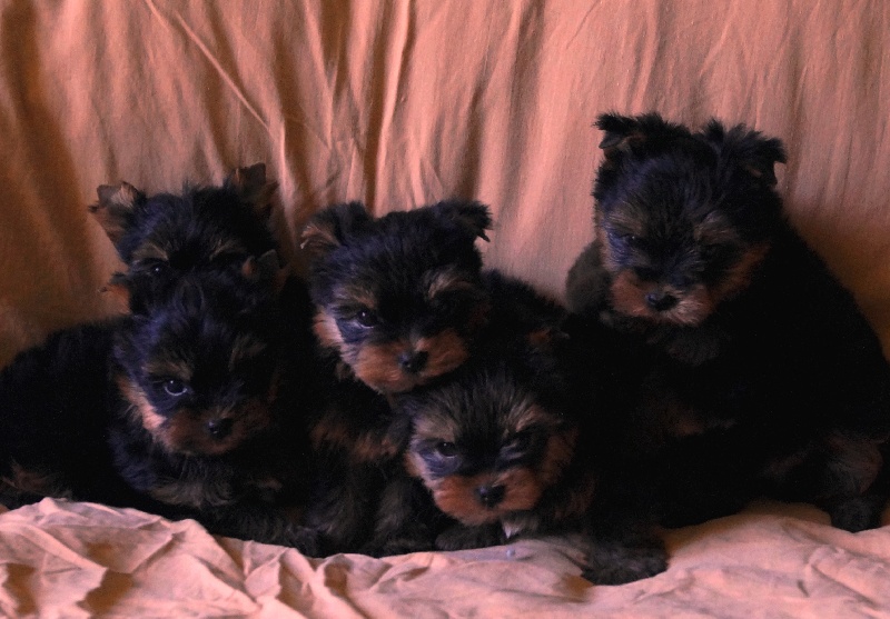 De la Bergerie du Coteau - Yorkshire Terrier - Portée née le 30/03/2014
