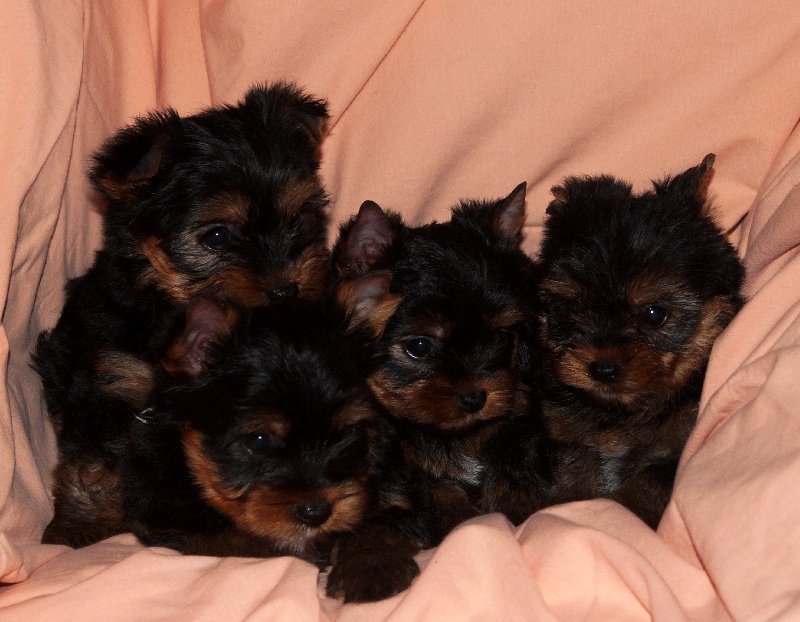 De la Bergerie du Coteau - Yorkshire Terrier - Portée née le 26/12/2014