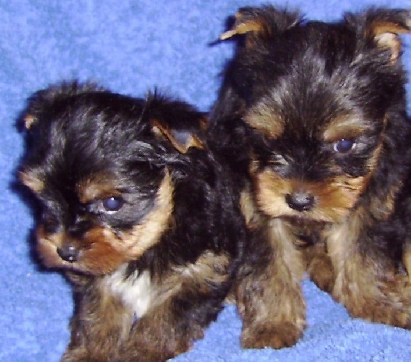 De la Bergerie du Coteau - Yorkshire Terrier - Portée née le 22/10/2008