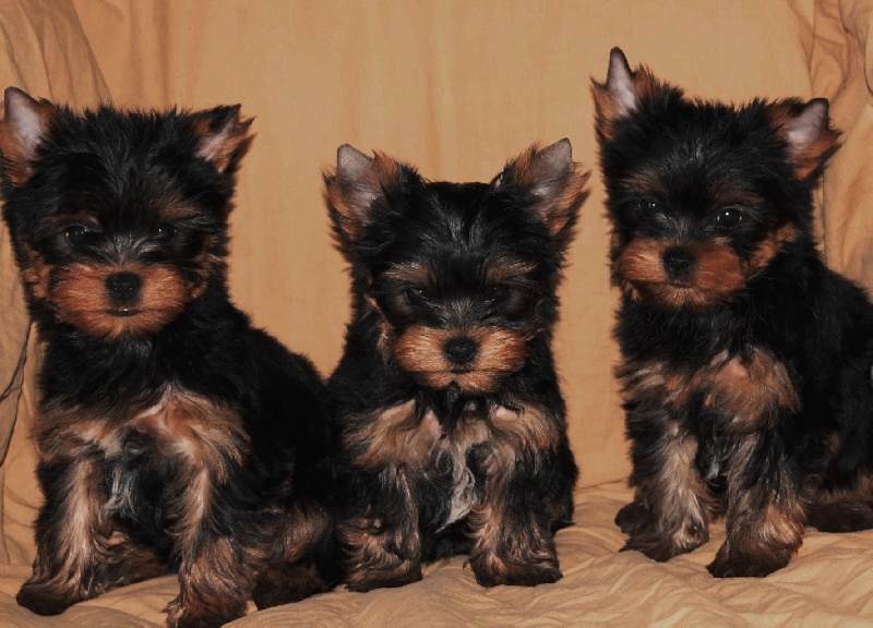 De la Bergerie du Coteau - Yorkshire Terrier - Portée née le 11/12/2013