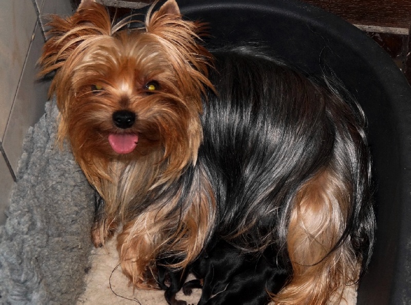 De la Bergerie du Coteau - Yorkshire Terrier - Portée née le 18/07/2014