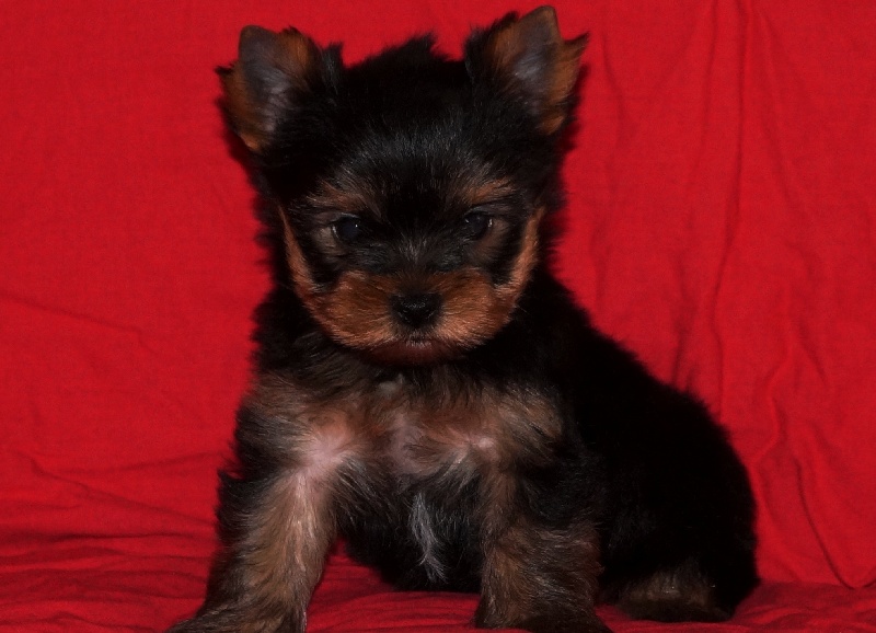 De la Bergerie du Coteau - Yorkshire Terrier - Portée née le 03/10/2014