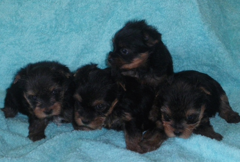 De la Bergerie du Coteau - Yorkshire Terrier - Portée née le 08/04/2011