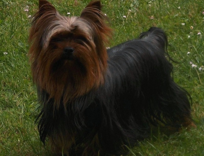 De la Bergerie du Coteau - Yorkshire Terrier - Portée née le 16/11/2013