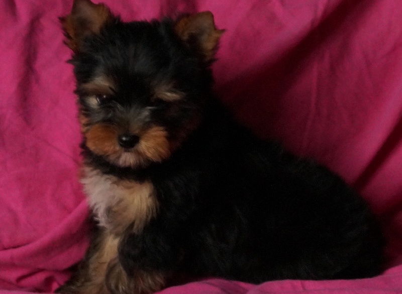 De la Bergerie du Coteau - Yorkshire Terrier - Portée née le 18/11/2013