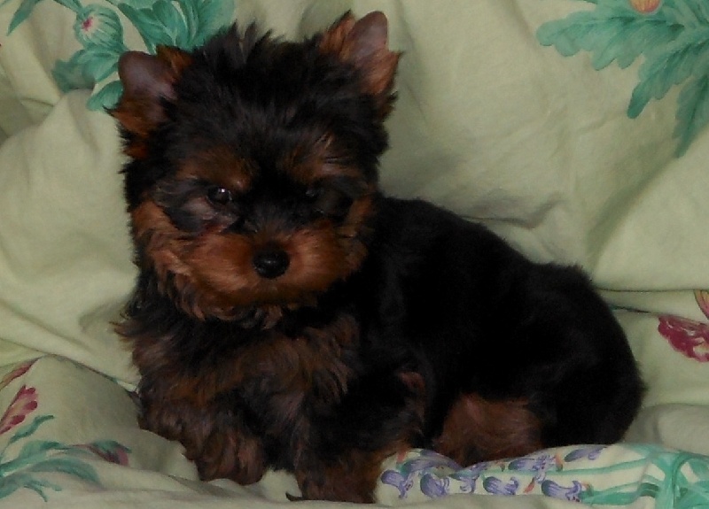 De la Bergerie du Coteau - Yorkshire Terrier - Portée née le 11/09/2012