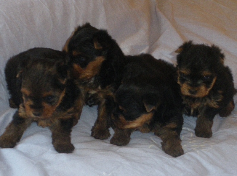 Chiot Yorkshire Terrier De la Bergerie du Coteau