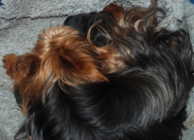 De la Bergerie du Coteau - Yorkshire Terrier - Portée née le 02/07/2015