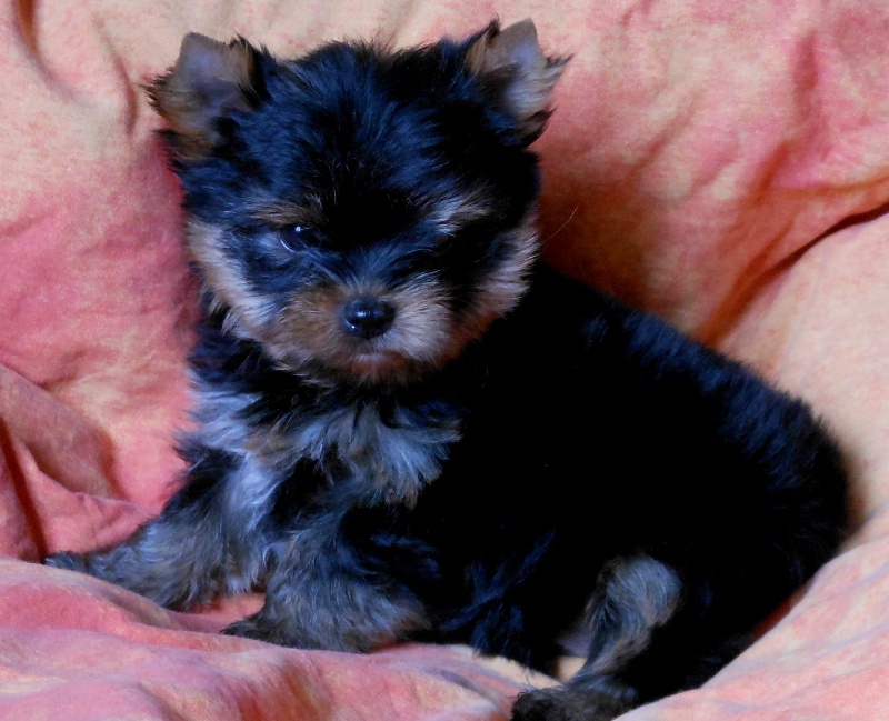 De la Bergerie du Coteau - Yorkshire Terrier - Portée née le 24/05/2012