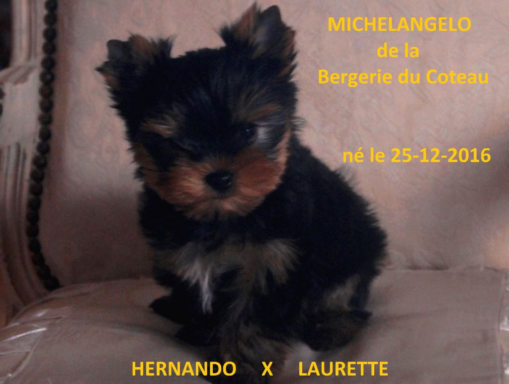 De la Bergerie du Coteau - Yorkshire Terrier - Portée née le 11/08/2017