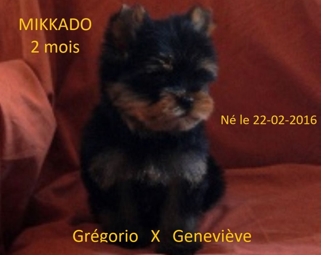 De la Bergerie du Coteau - Yorkshire Terrier - Portée née le 22/07/2017