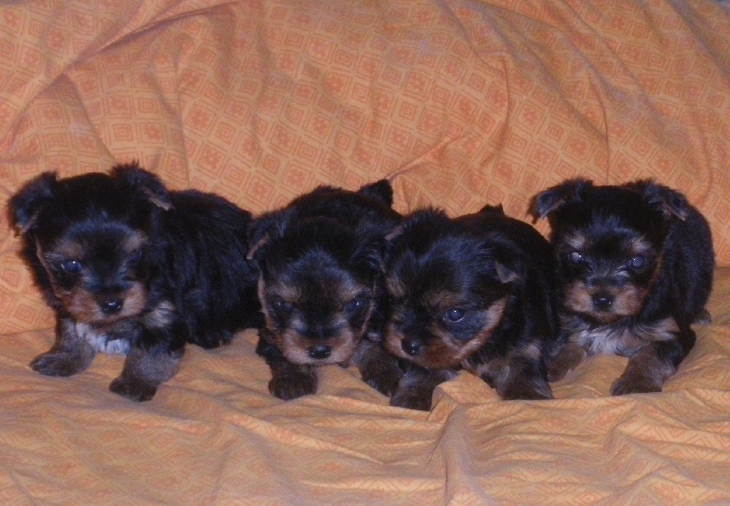 De la Bergerie du Coteau - Yorkshire Terrier - Portée née le 18/08/2010