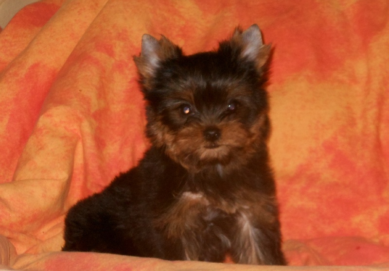 De la Bergerie du Coteau - Yorkshire Terrier - Portée née le 19/11/2012